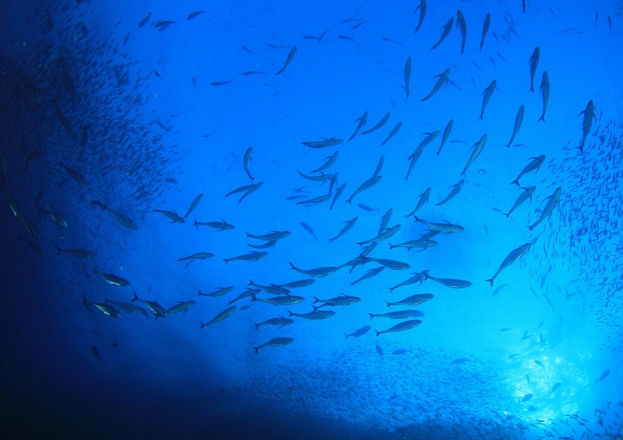 海中で魚の群れ
